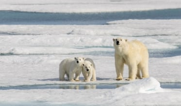 POLÁRNÍ SAFARI: Ve světle půlnočního slunce | Exclusive Tours