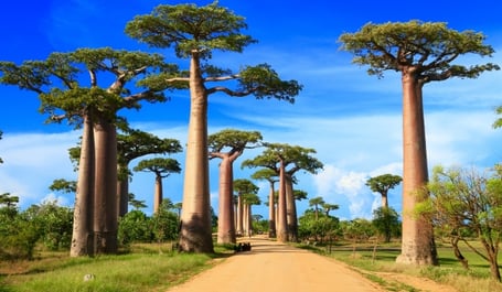 Madagaskar – místo vzdorující evoluci | Exclusive Tours