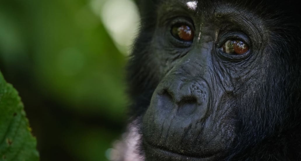 4 Bwindi Lodge, Uganda – Bwindi | Exclusive Tours