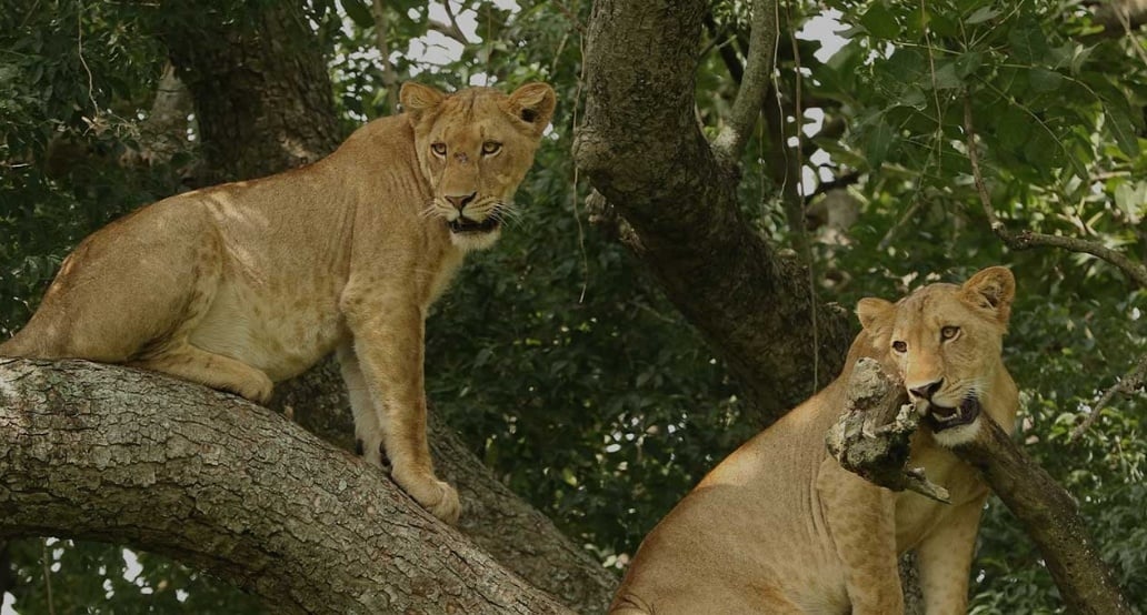 4 Ishasha Wilderness Camp, Uganda – Queen Elizabeth National Park | Exclusive Tours