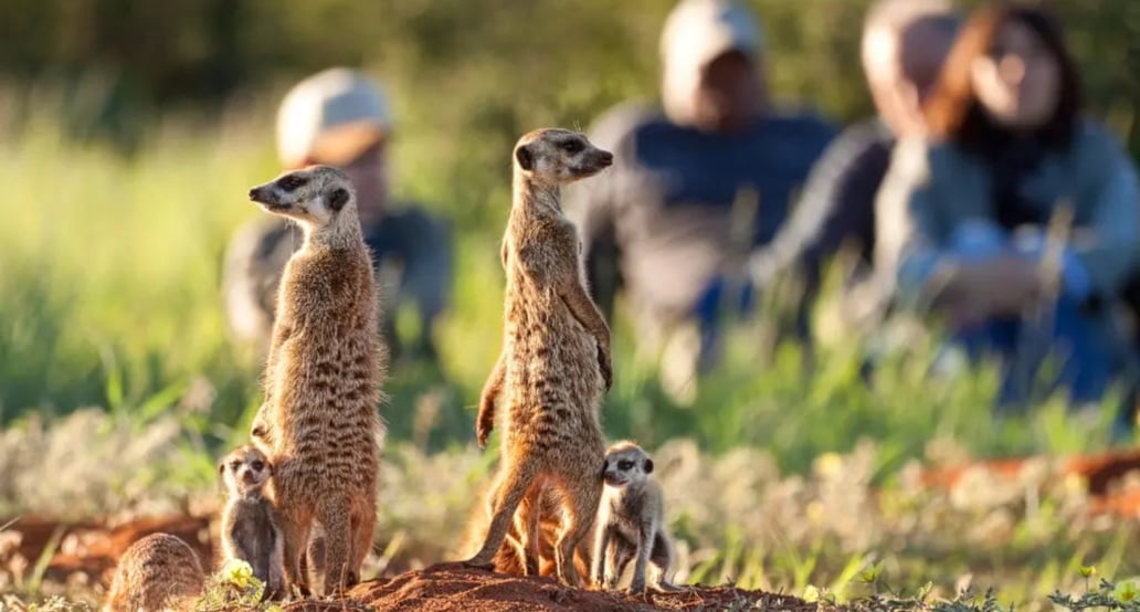 4 Loapi Tented Camp, JAR – Tswalu Kalahari Reserve | Exclusive Tours