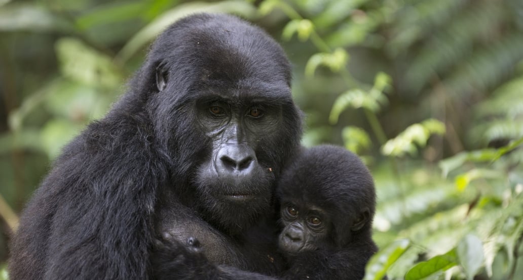 4 Pozorování goril horských ve Rwanda-1