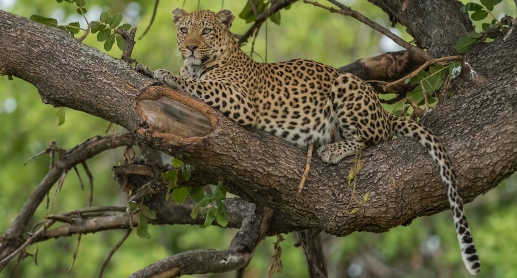 4 Xigera Safari Lodge, Botswana – Moremi Game Reserve | Exclusive Tours