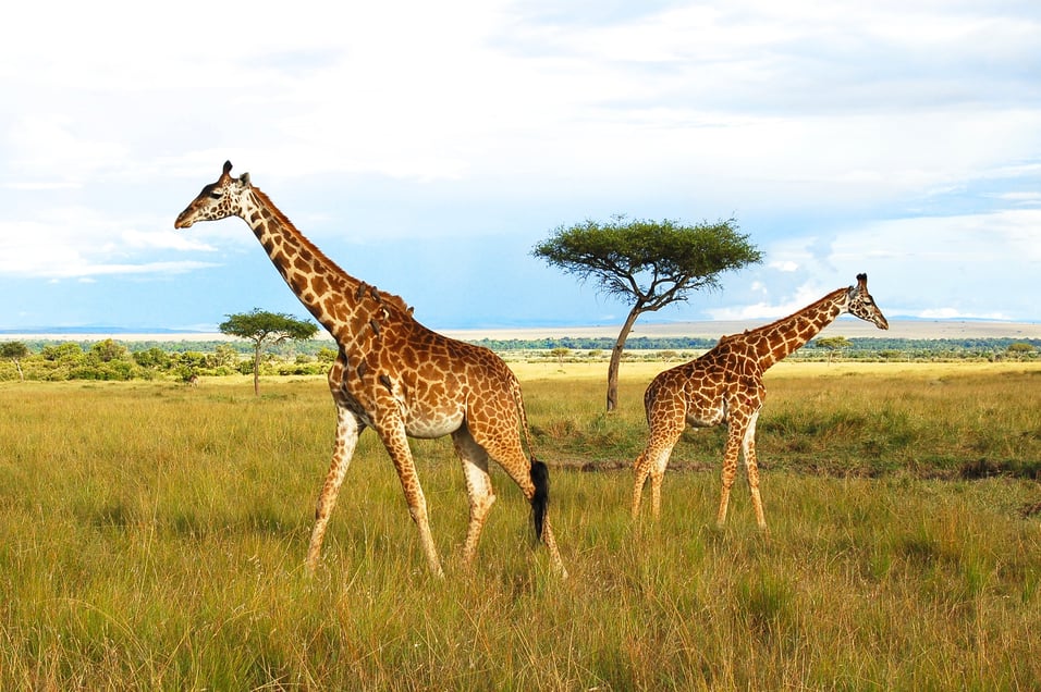 Z Nairobi za zvířaty, pod Mount Kenya a zpět