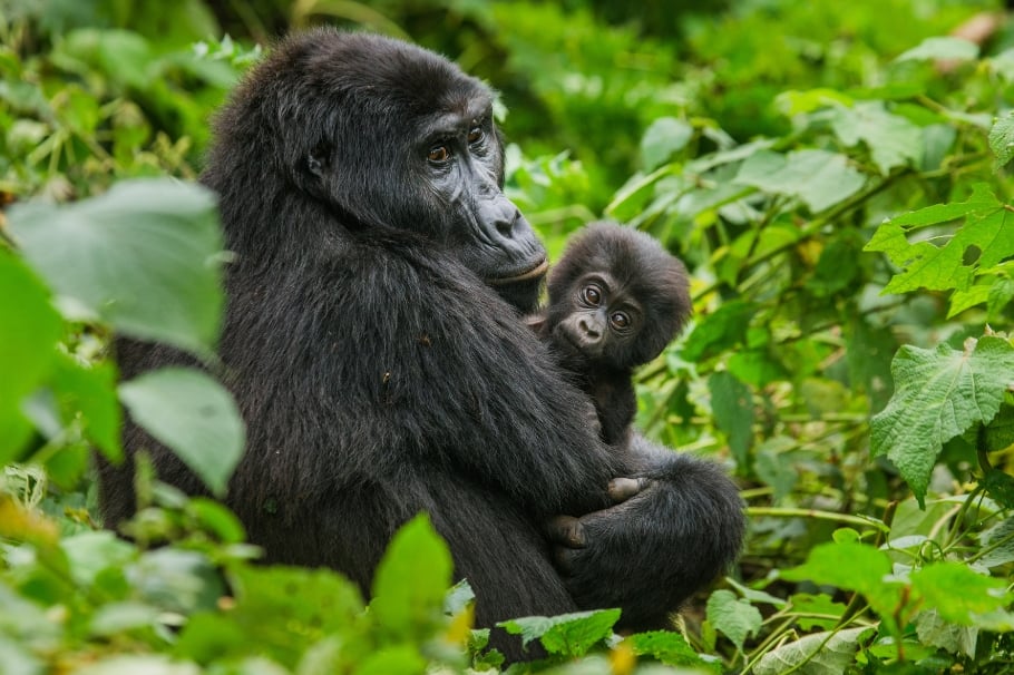 Pozorování goril horských ve Rwandě