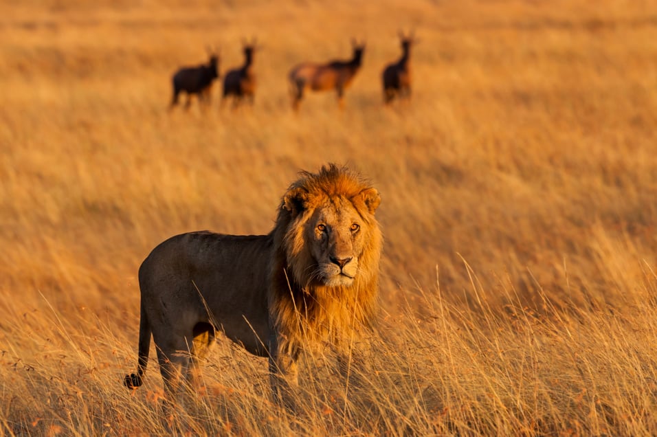 Safari v Africe