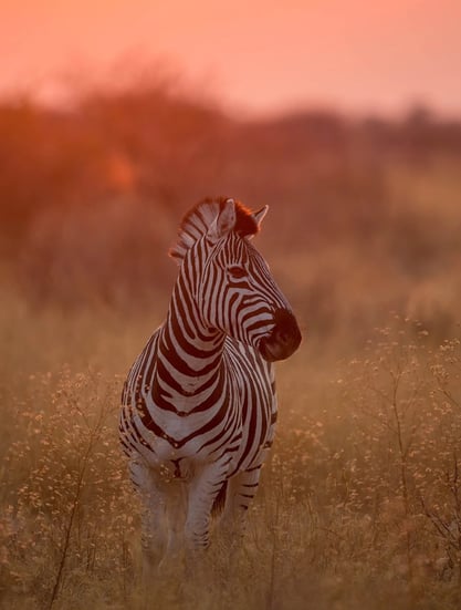 Dinaka – Ker & Downey Botswana, Botswana – Central Kalahari Game Reserve
