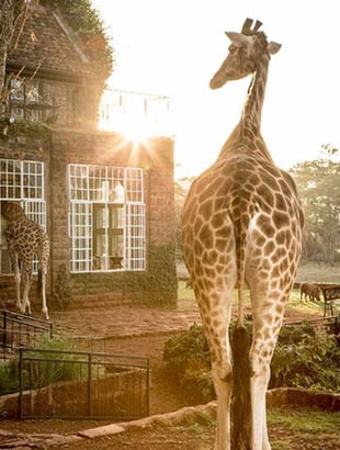Giraffe Manor Hotel, Keňa – Nairobi