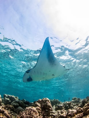 InterContinental Maldives Maamunagau Resort, Maledivy – Raa Atoll