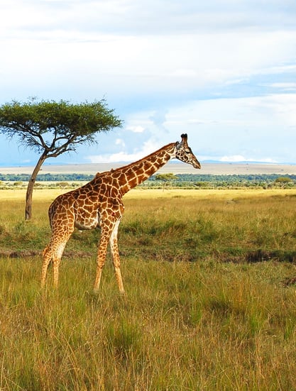 Z Nairobi za zvířaty, pod Mount Kenya a zpět