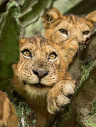 Kyambura Gorge Lodge, Uganda – Queen Elizabeth National Park