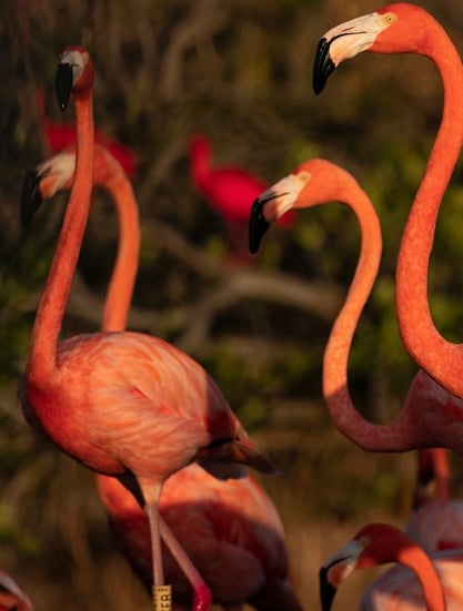 Necker Island, Britské panenské ostrovy