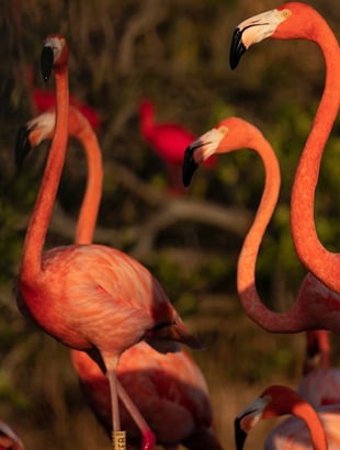 Necker Island, Britské panenské ostrovy