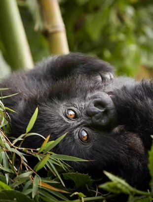One&Only Gorilla's Nest, Rwanda