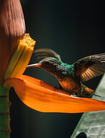 Panama