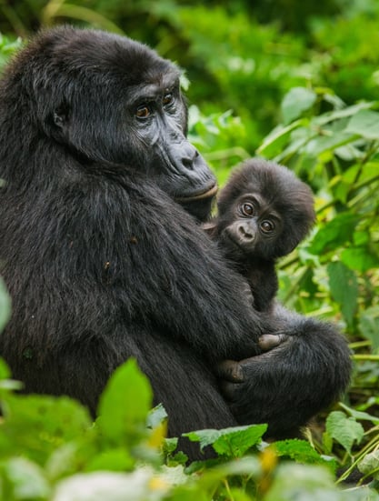 Pozorování goril horských ve Rwandě