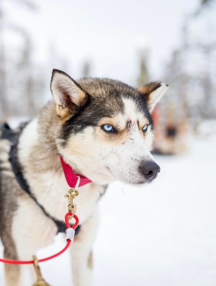455x600_Finsko_Laponsko_Husky_shutterstock_499825543