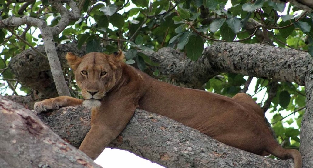 6 Queen Elizabeth-Ishasha – Lvi a divoká příroda v luxusním kempu volcanoes-safaris-10-day-uganda-safari-tree-climbing-lion-1