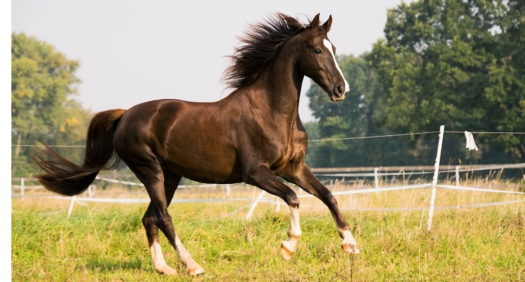 7 Royal Ascot 2025 | Exclusive Tours