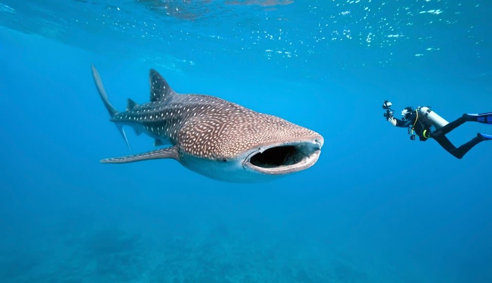 956x551 Aktivní dovolená žralok velrybí shutterstock_70078366