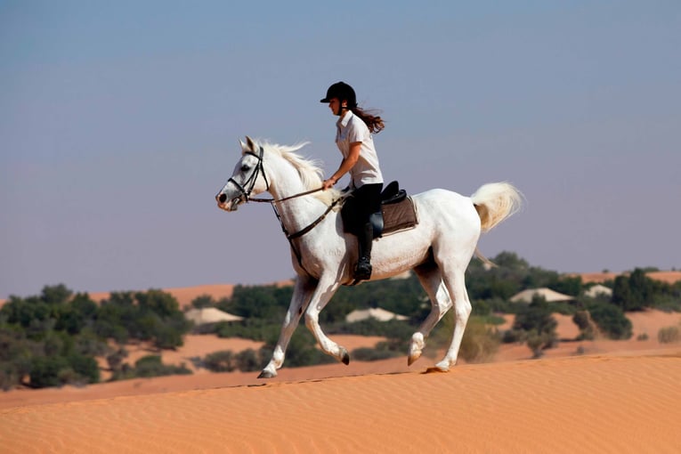 Al Maha Desert Resort dxbam-horse-riding-5375-hor-clsc