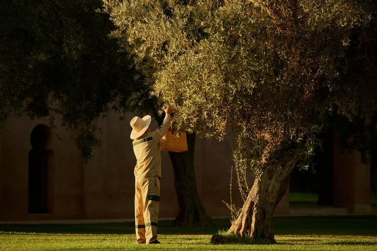 Amanjena, Maroko – Marrakéš | Exclusive Tours amanjena_morocco_-_olive_grove_gardener