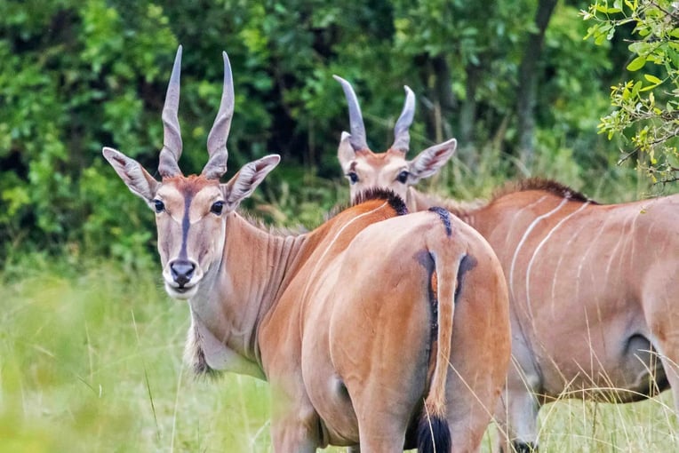 Angama Mara, Keňa – Masai Mara 002_n2rqxi-1