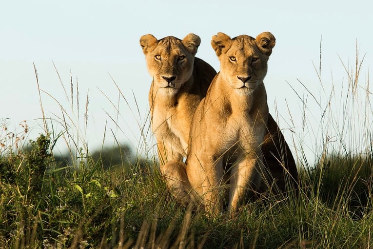Angama Mara, Keňa – Masai Mara ABW_12_06_18_Two-lionesses-1_zmvl1r-1