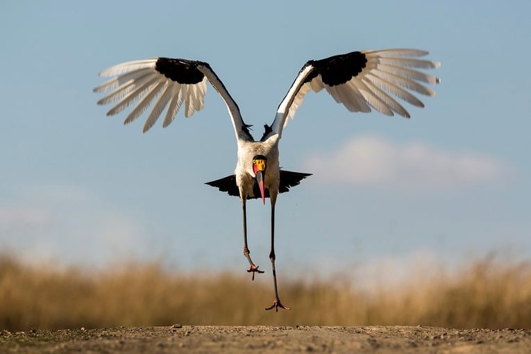 Angama Mara, Keňa – Masai Mara ABW_17_07_18_Saddlebilled-stork-takes-flight-1_t2hxy8-1
