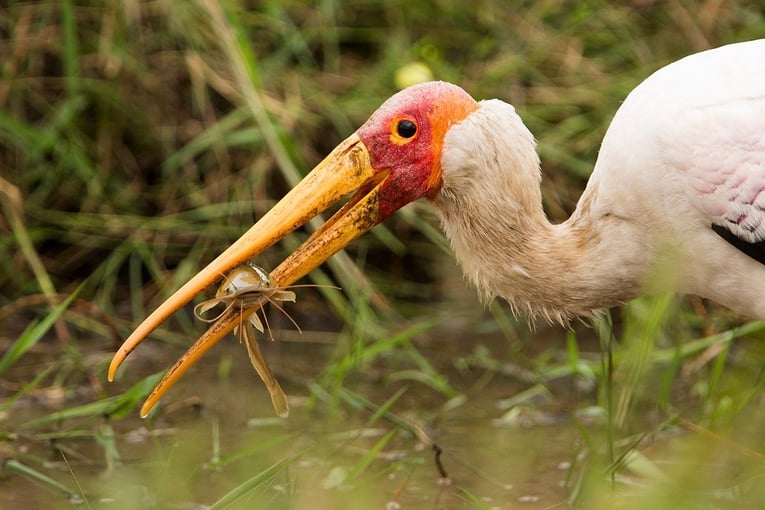 Angama Mara, Keňa – Masai Mara ABW_27_07_18_Yellow-billed-stork-and-fish-front-1_us7idk-1