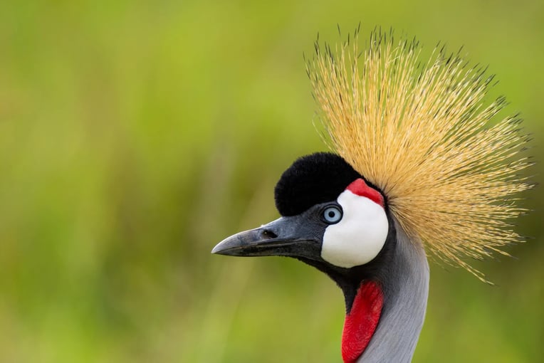 Angama Mara, Keňa – Masai Mara TNW_Crowned-Crane_s45ygh-1