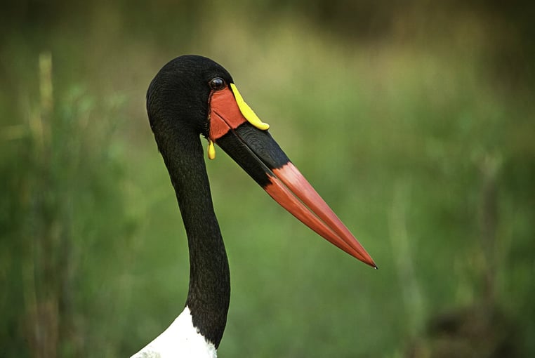 Angama Mara, Keňa – Masai Mara WT-028a_nxbsxh-1