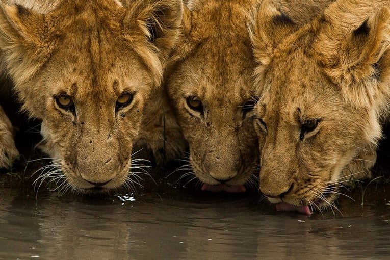 Angama Mara, Keňa – Masai Mara Wildlife-hero-5-1