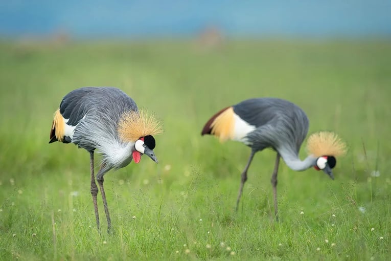 Angama Mara, Keňa – Masai Mara grey-crowned-cranes_wsk480-1