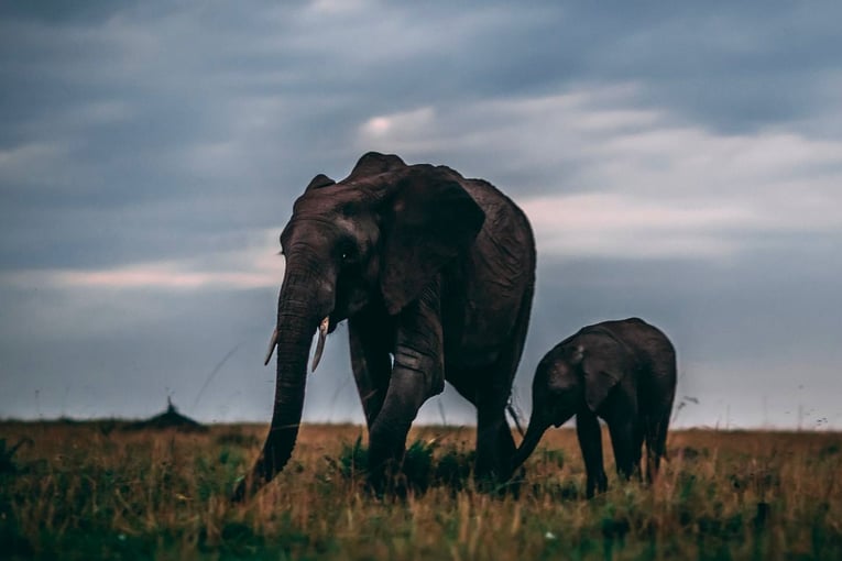 Ashnil Mara Camp Elephant-Sunrise