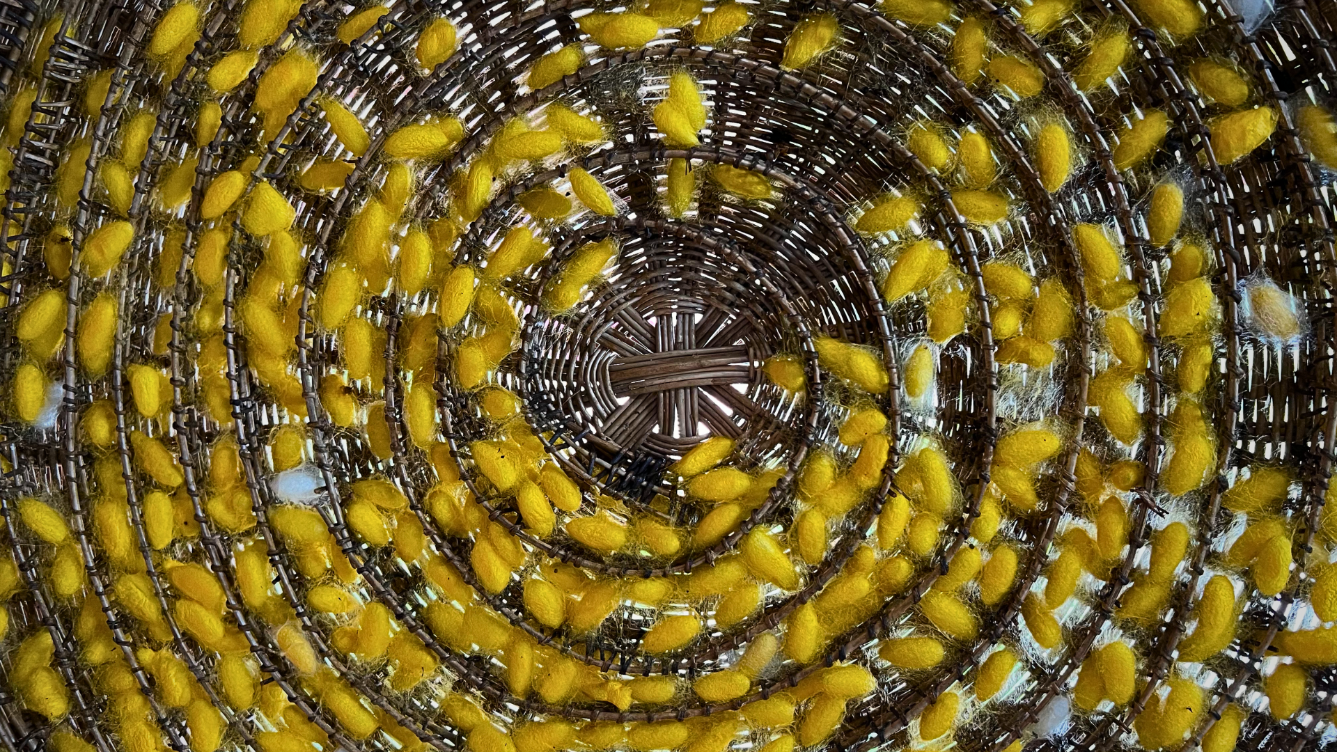 Bavlna - Kambodza - Petra