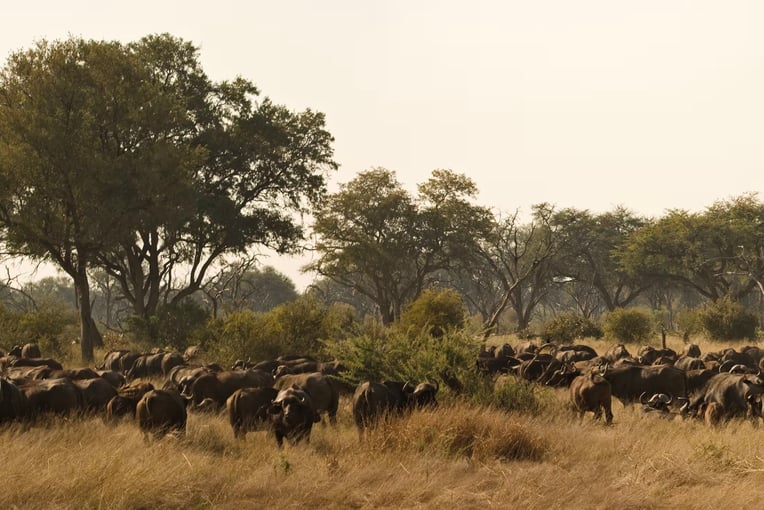 Belmond Eagle Island Lodge saf-eil-lei-game-viewing-animal-cape-buffalo01
