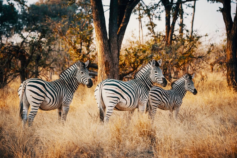 Botswana shutterstock_1283108092