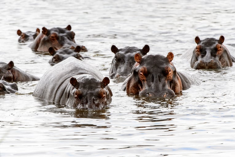 Botswana shutterstock_374270992