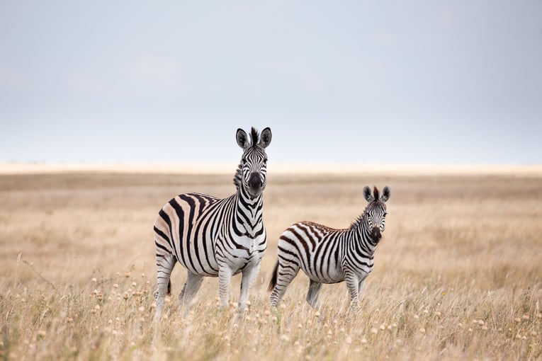 Botswana shutterstock_559287253