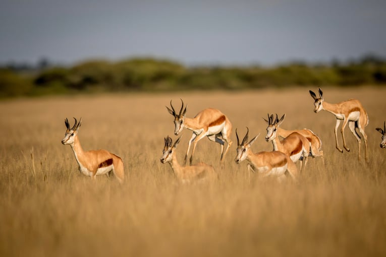 Botswana shutterstock_637379584