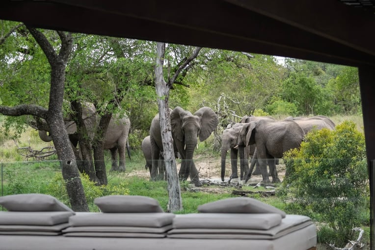 Cheetah Plains Private Game Reserve, JAR – Sabi Sands | Exclusive Tours image-1