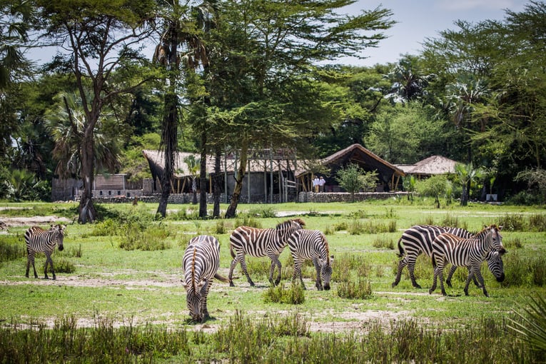 Chem Chem 64008c74aa417459afdb9004_Chem-Chem-Lodge-Safari-Tanzania-Accommodation-Main-Area-Zebra-Grazing