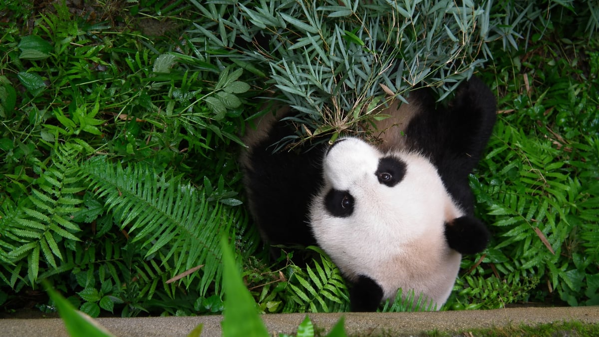 Cina_Peta_Chengdu_blog