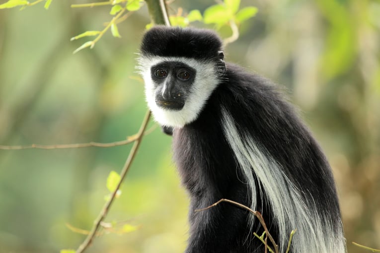 Dovolená v Ugandě – zážitky na míru | Exclusive Tours shutterstock_57199705