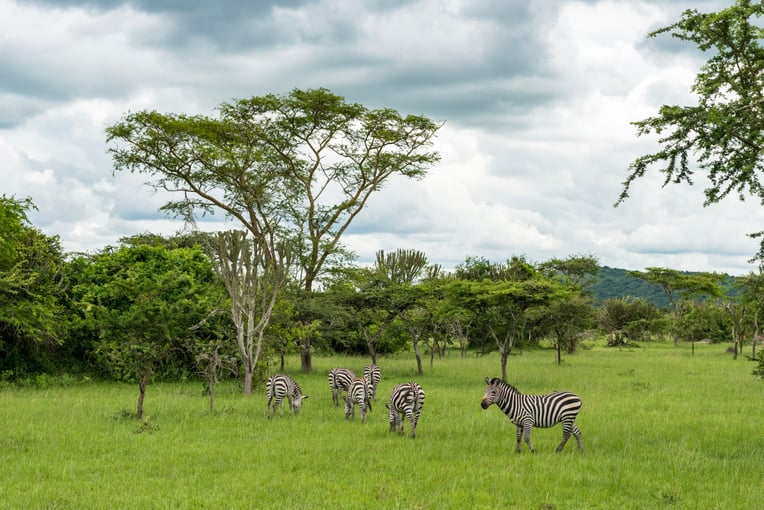 Dovolená v Ugandě – zážitky na míru | Exclusive Toursshutterstock_365382686