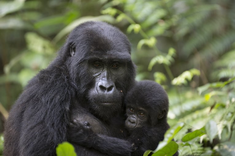 Dovolená v Ugandě – zážitky na míru | Exclusive Toursshutterstock_445622365
