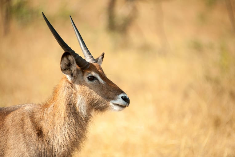 Dovolená v Ugandě – zážitky na míru | Exclusive Toursshutterstock_621631688