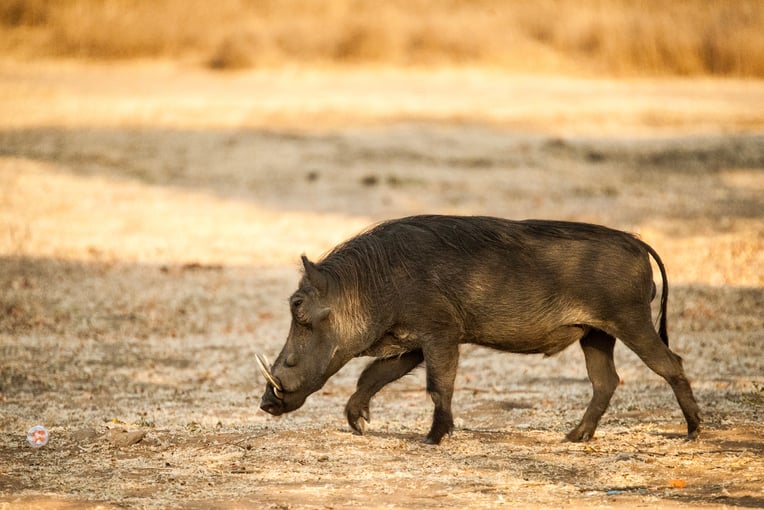 Dovolená v Ugandě – zážitky na míru | Exclusive Toursshutterstock_621631967