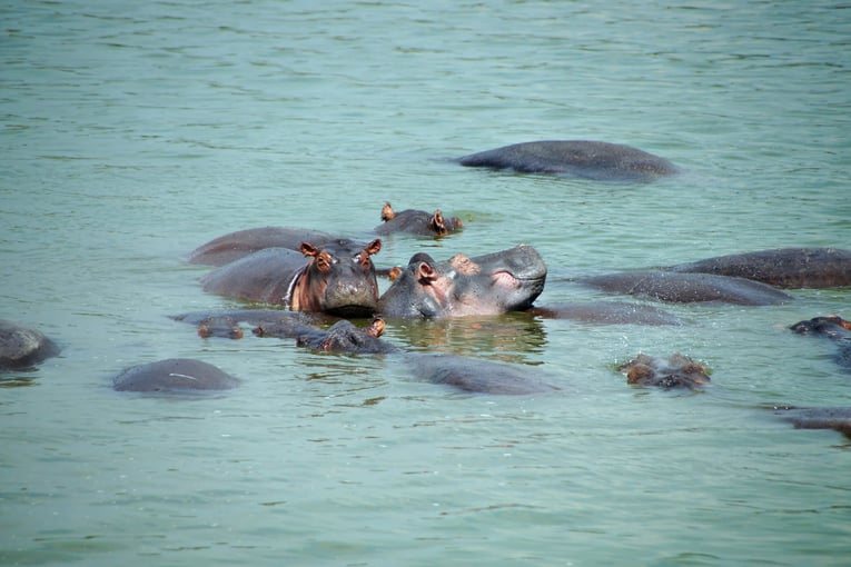 Dovolená v Ugandě – zážitky na míru | Exclusive Toursshutterstock_638754001